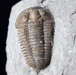 Flexicalymene meeki (FOERSTE 1910) - Bild © FossNet FossilienStore